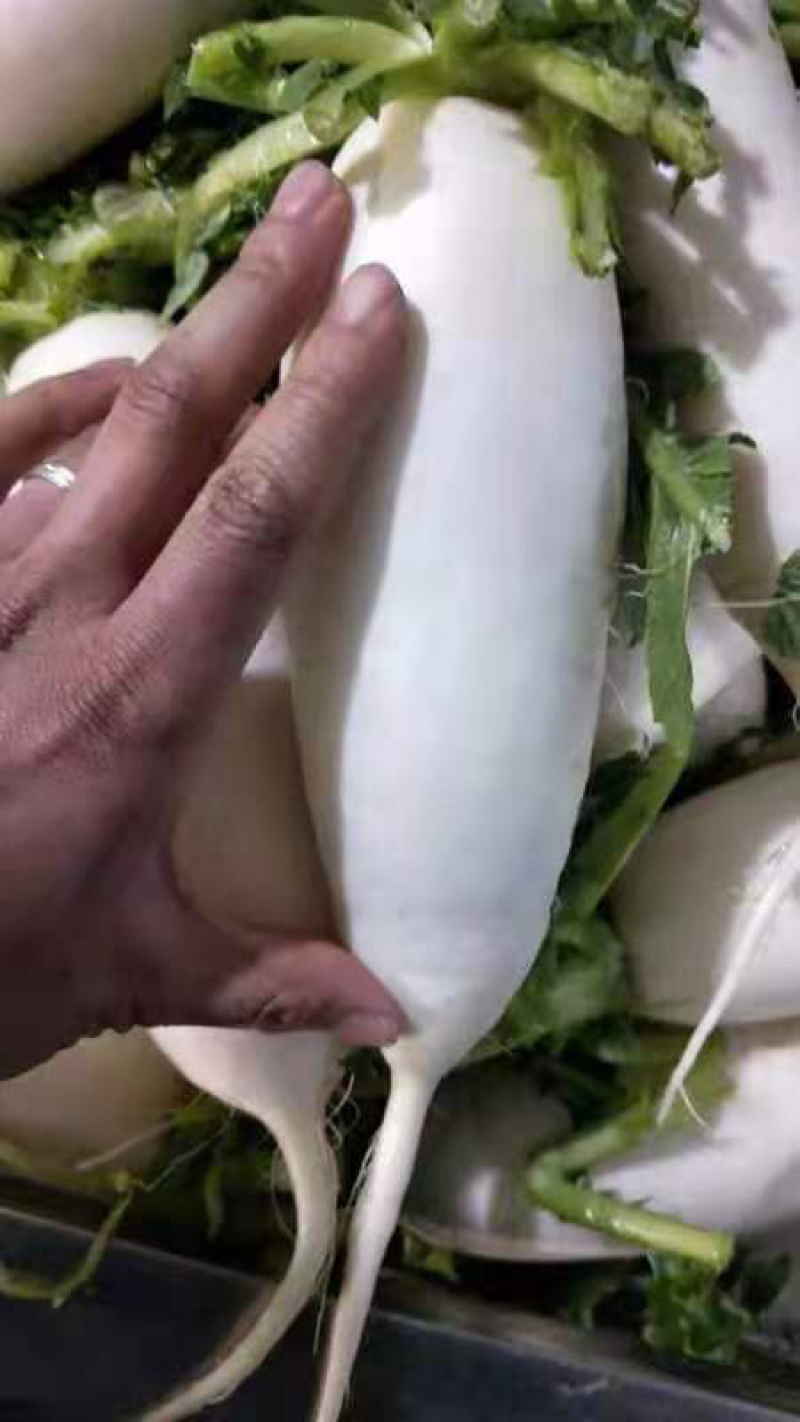 新鲜现拨现洗现卖白萝卜湖北基地直供大量出售白萝卜白萝卜