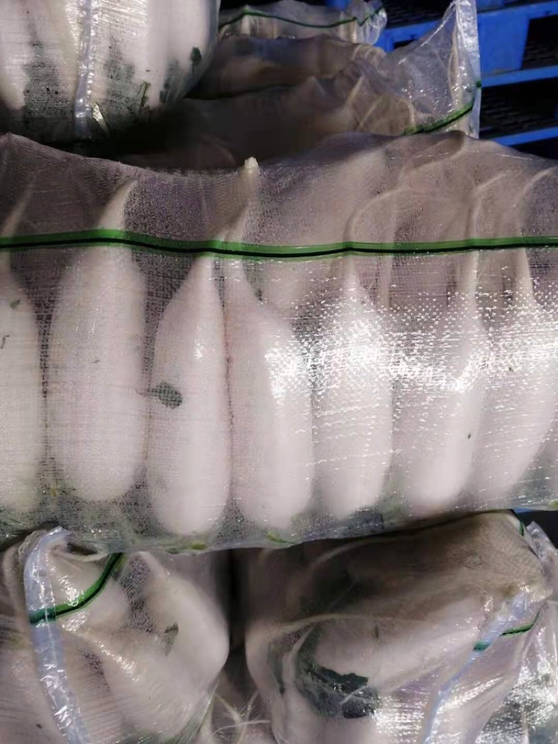 新鲜现拨现洗现卖白萝卜湖北基地直供大量出售白萝卜白萝卜