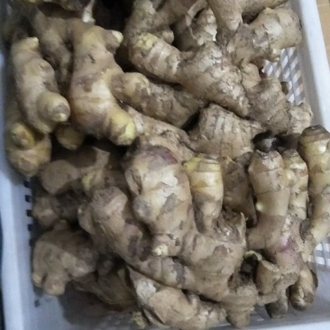 批发风干大姜