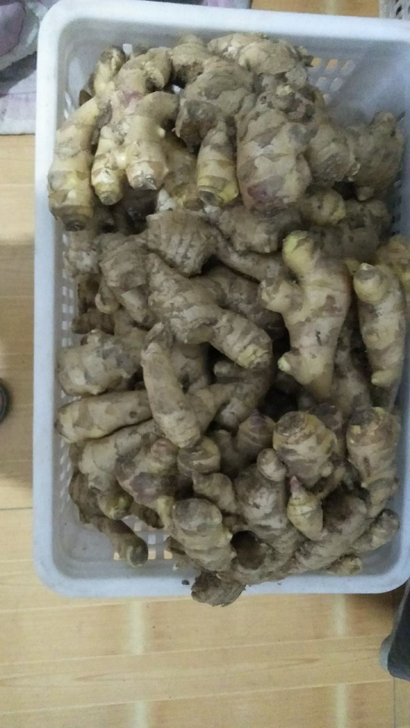 批发风干大姜