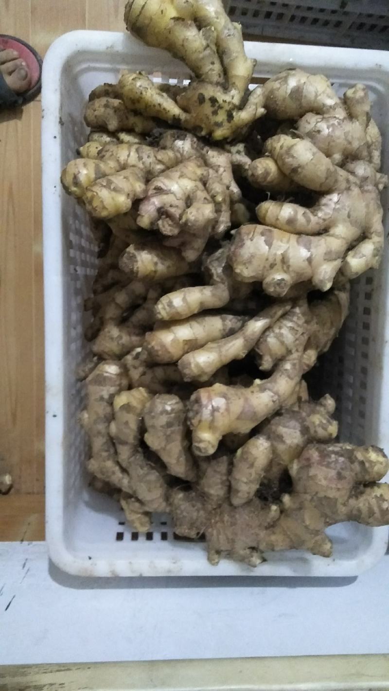 批发风干大姜