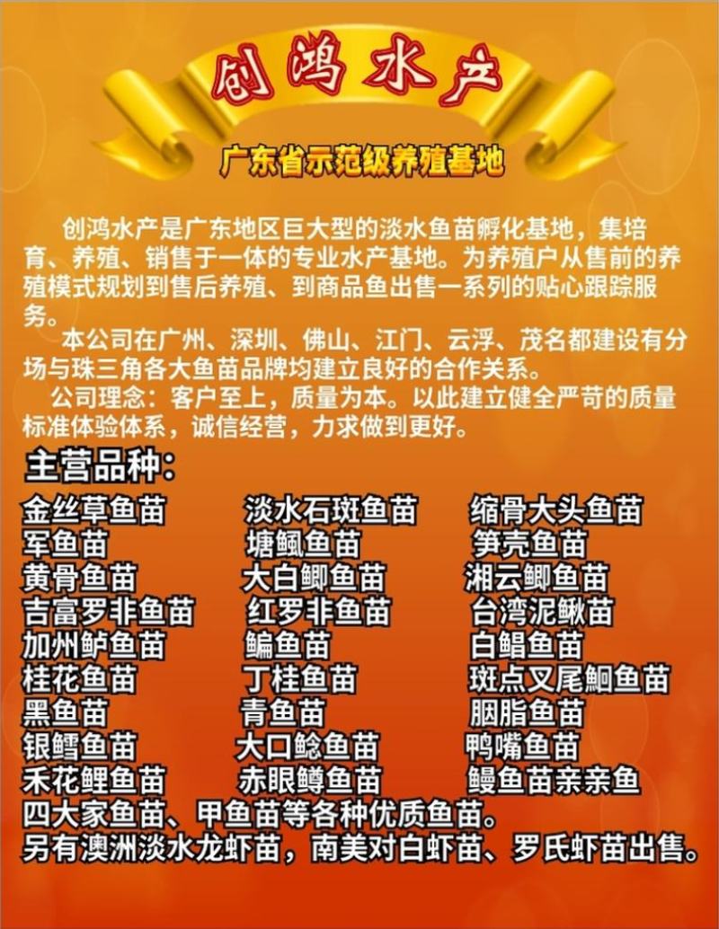 【特价销售】优质鲤鱼苗鲤鱼水花放生鱼淡水鱼苗
