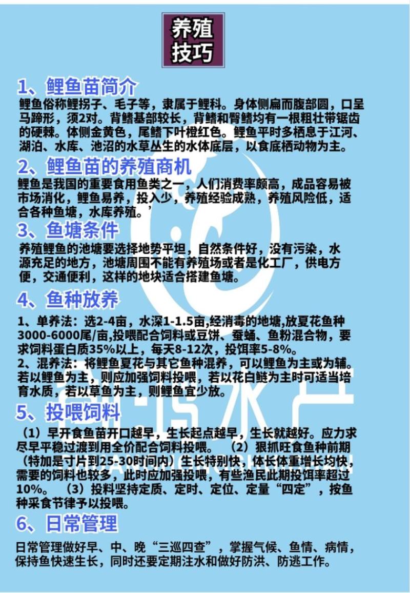 【特价销售】优质鲤鱼苗鲤鱼水花放生鱼淡水鱼苗