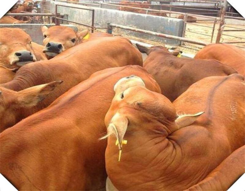 牛犊活体牛苗出售改良肉牛犊鲁西黄牛活牛出售小牛仔