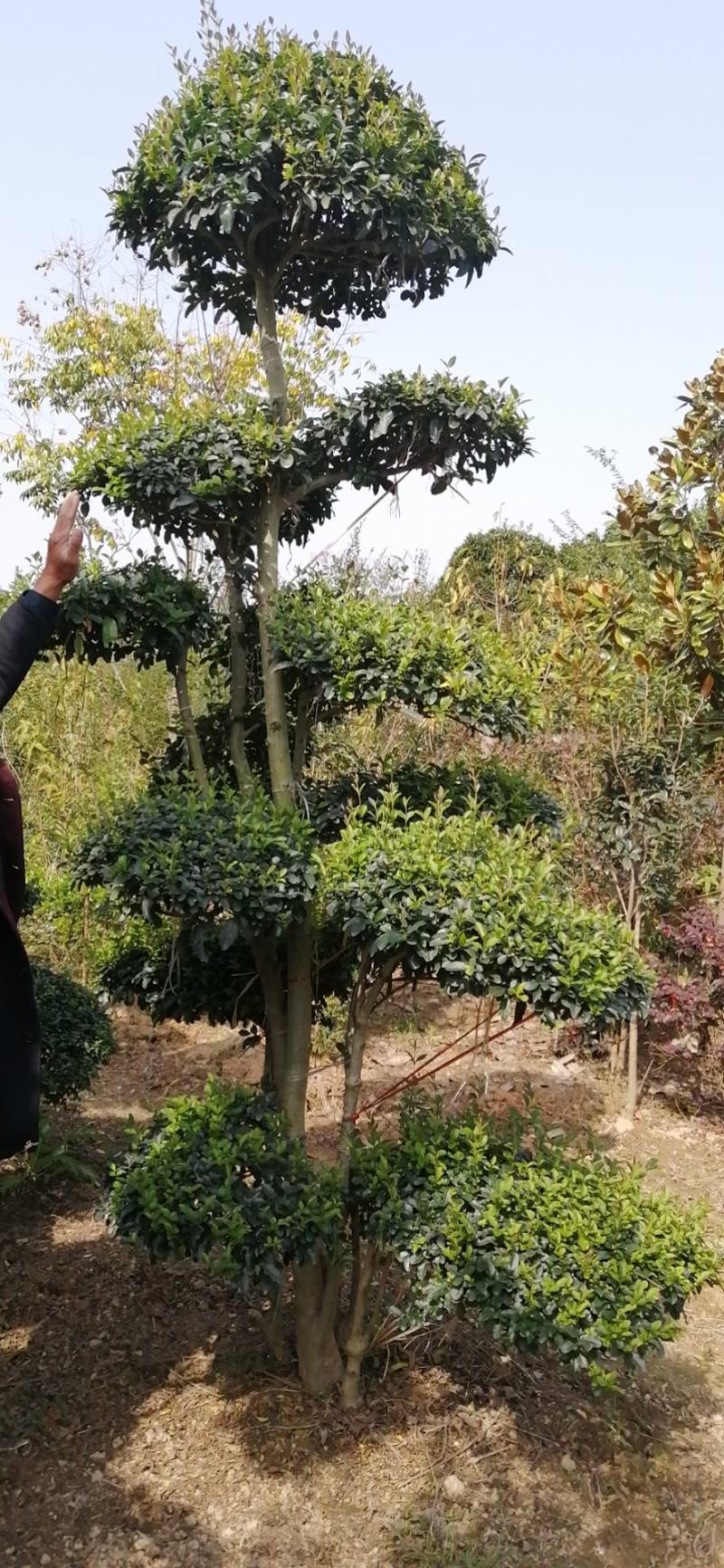 自产自销小叶女贞造型绝无中介树质量如图所示，价格便宜