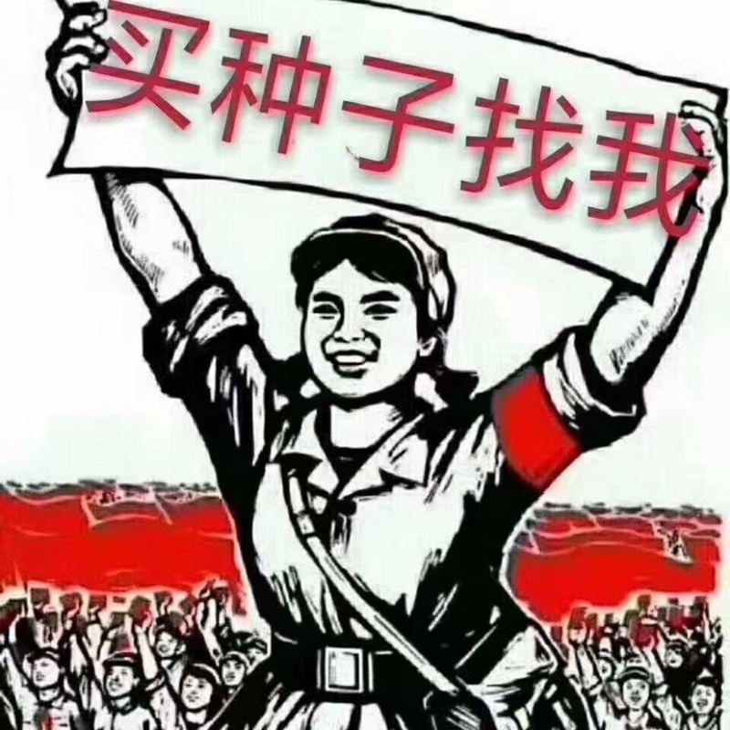 红糯16号糯高粱种子杂交种酿酒专用高粱种子