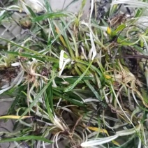 2023新天青地白草，翻白草，小火草野生一手货源欢迎订购