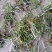 2023新天青地白草，翻白草，小火草野生一手货源欢迎订购