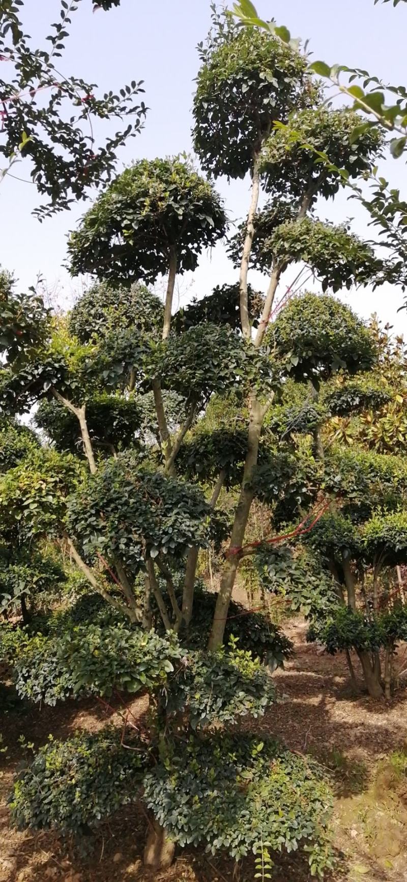 便宜小叶女贞造型树大量供应常年有货量大优惠