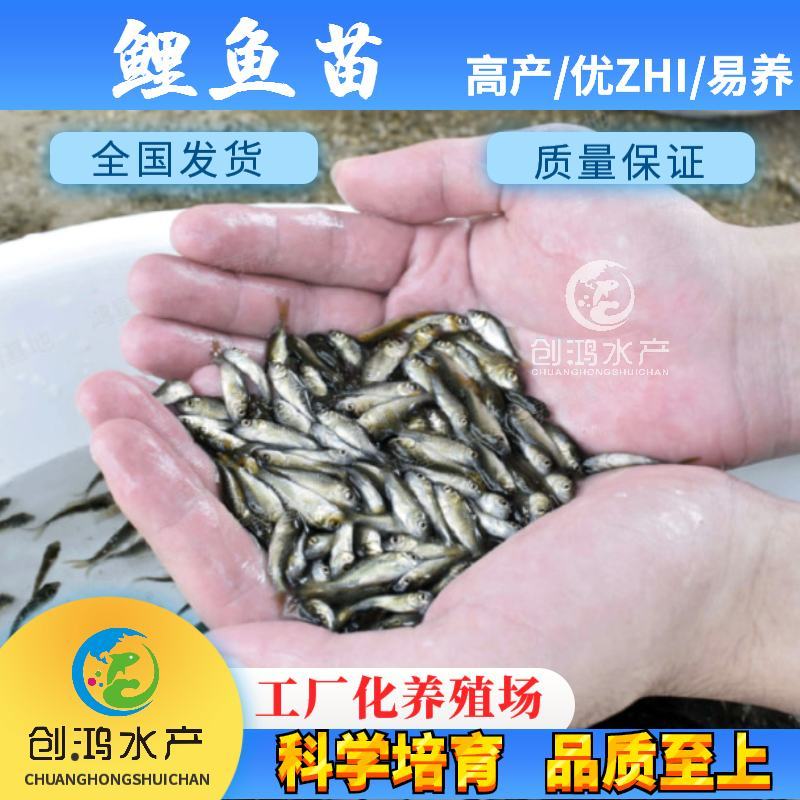 【大量供应】优质鲤鱼苗工程鲤鱼苗鲤鱼水花放生鱼