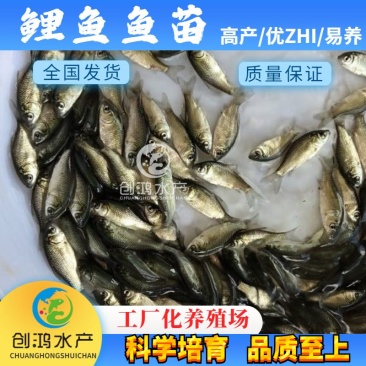 【大量供应】优质鲤鱼苗工程鲤鱼苗鲤鱼水花放生鱼