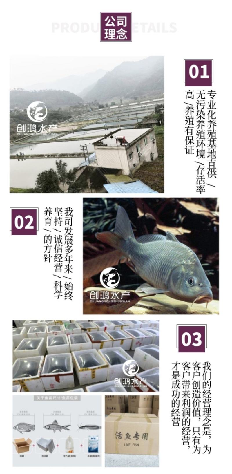 【大量供应】优质鲤鱼苗工程鲤鱼苗鲤鱼水花放生鱼