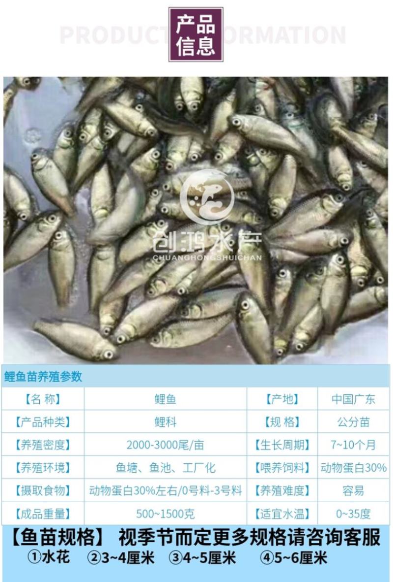 【大量供应】优质鲤鱼苗工程鲤鱼苗鲤鱼水花放生鱼