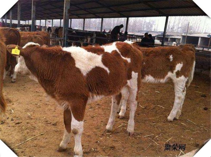 西门塔尔牛活体养殖纯种育肥肉牛犊活苗成年种牛小牛犊子3-