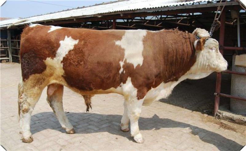 西门塔尔牛活体养殖纯种育肥肉牛犊活苗成年种牛小牛犊子3-