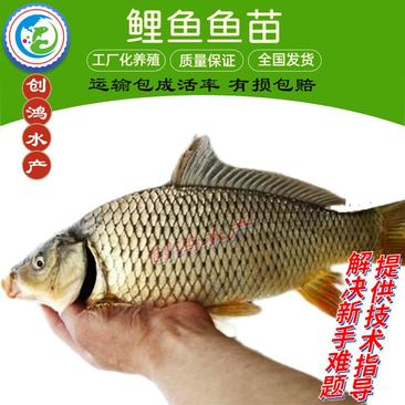 【火热销售】优质鲤鱼苗红鲤鱼苗放生鱼供应大量批发