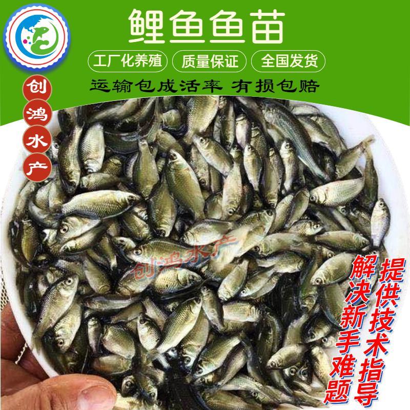 【特价销售】优质鲤鱼苗鲤鱼水花放生鱼淡水鱼苗