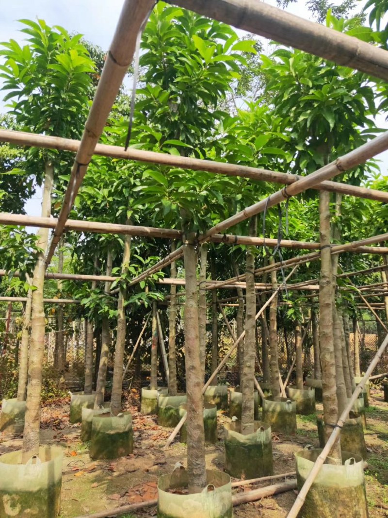 骨架15公分秋枫，光棍货15公分也有