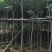 骨架15公分秋枫，光棍货15公分也有