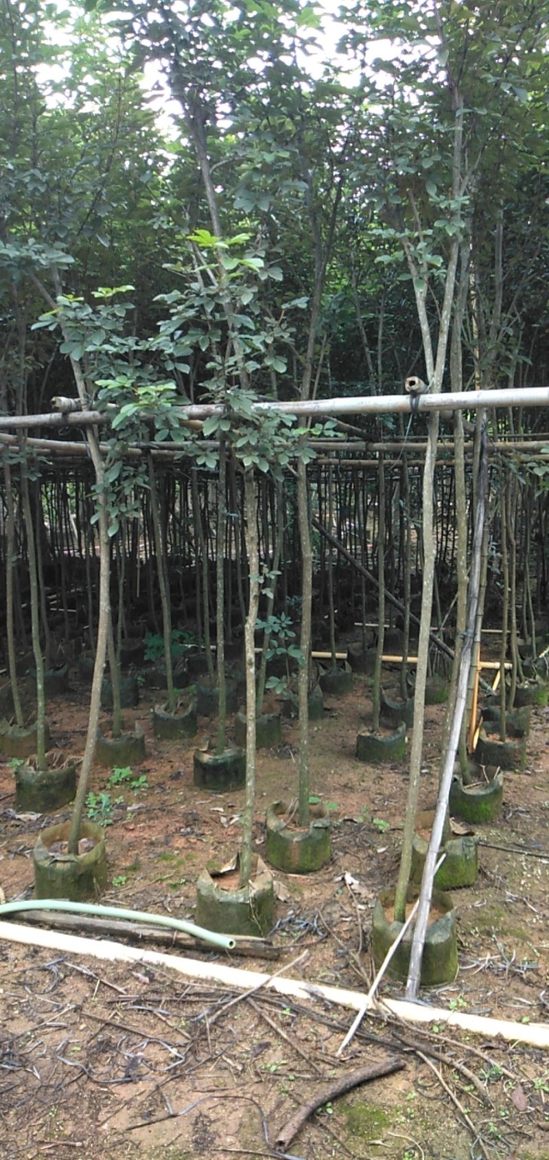 骨架15公分秋枫，光棍货15公分也有