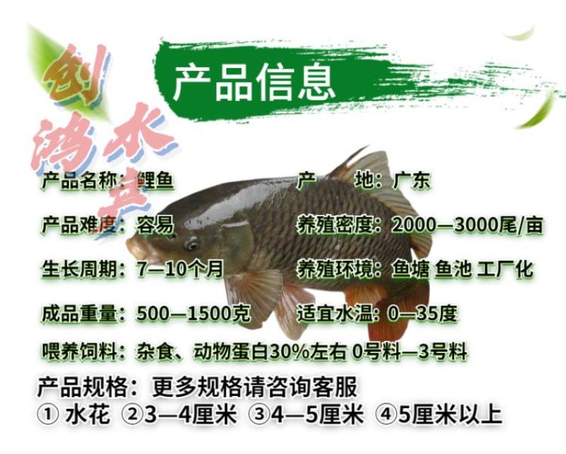 【特价销售】优质鲤鱼苗鲤鱼水花放生鱼淡水鱼苗