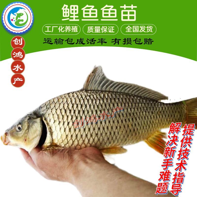 【大量供应】优质鲤鱼苗工程鲤鱼苗鲤鱼水花放生鱼