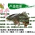 【大量供应】优质鲤鱼苗工程鲤鱼苗鲤鱼水花放生鱼