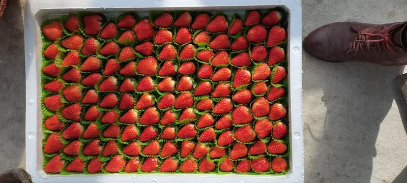 【精品】香莓草莓一手货源物美价廉诚信实力代办