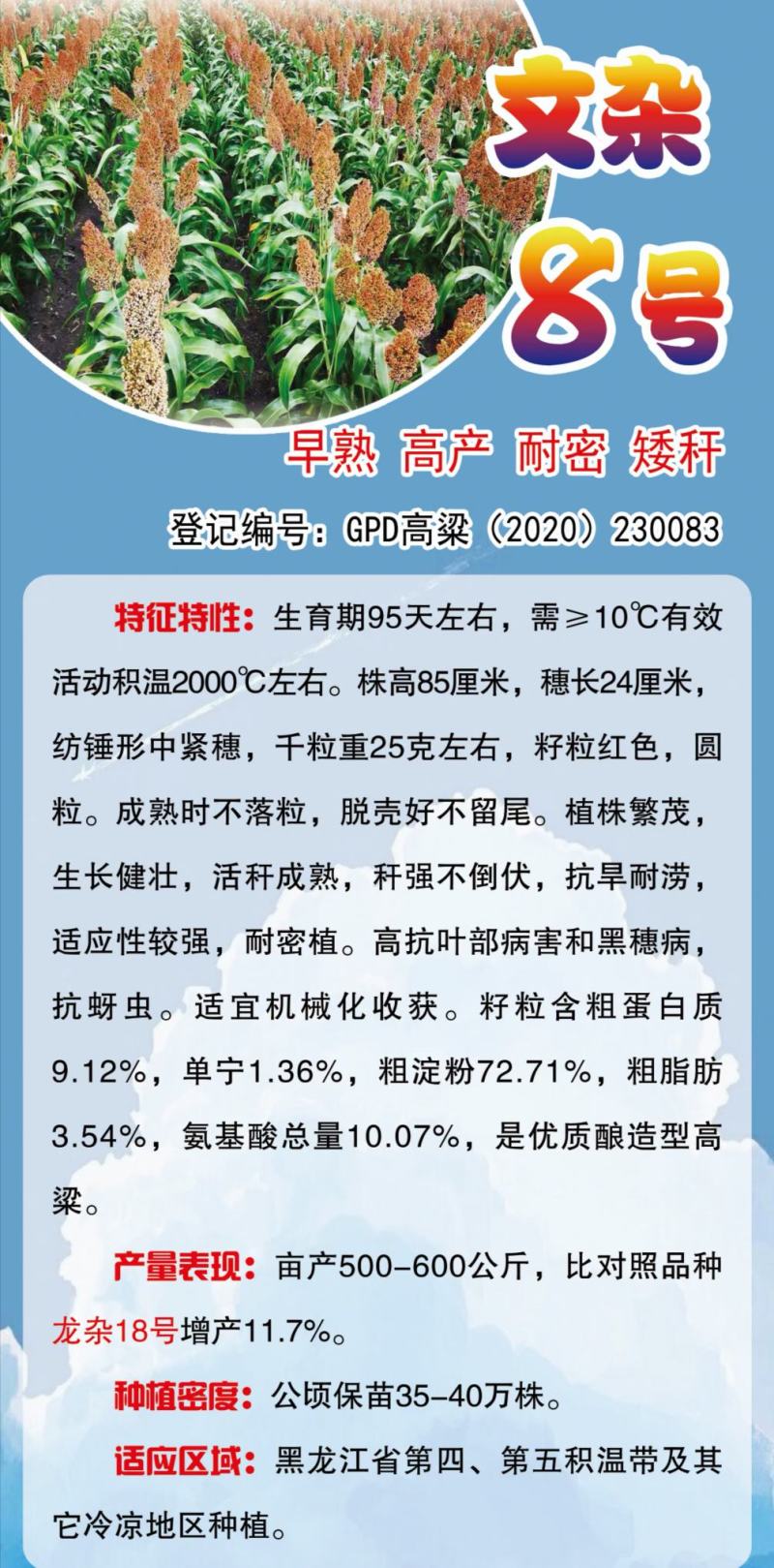 酿酒用红高粱种子红糯13号高粱种子高产新品种
