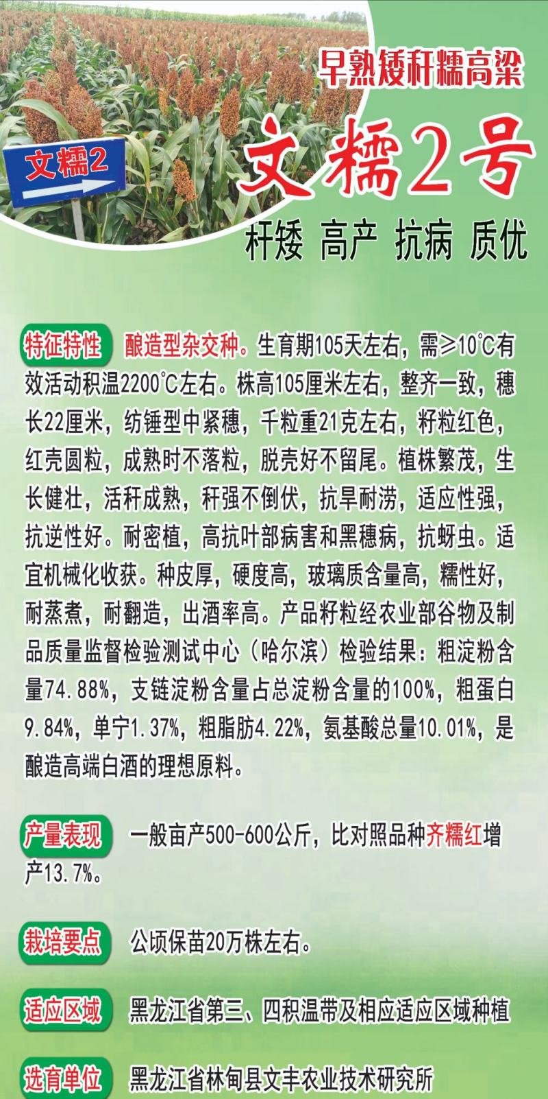 酿酒用红高粱种子红糯13号高粱种子高产新品种