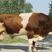 肉牛犊子活苗鲁西黄牛活体小牛出售3-6个月西门塔尔牛仔杂