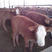 肉牛犊子活苗鲁西黄牛活体小牛出售3-6个月西门塔尔牛仔杂