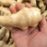 精选大黄姜姜母货源充足，价格便宜，质量好产地直发