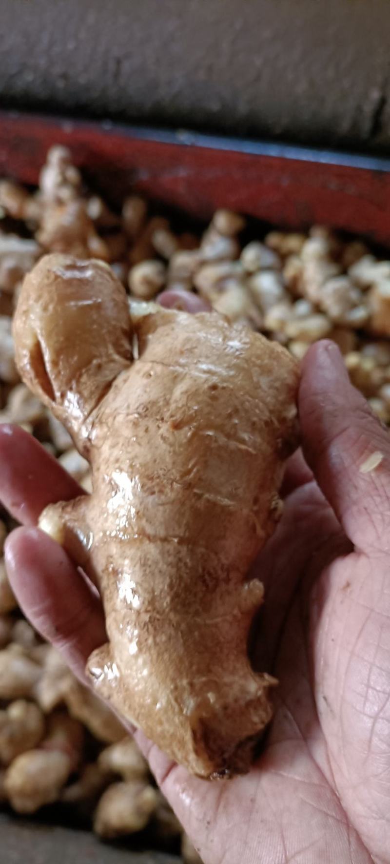 精选大黄姜姜母货源充足，价格便宜，质量好产地直发