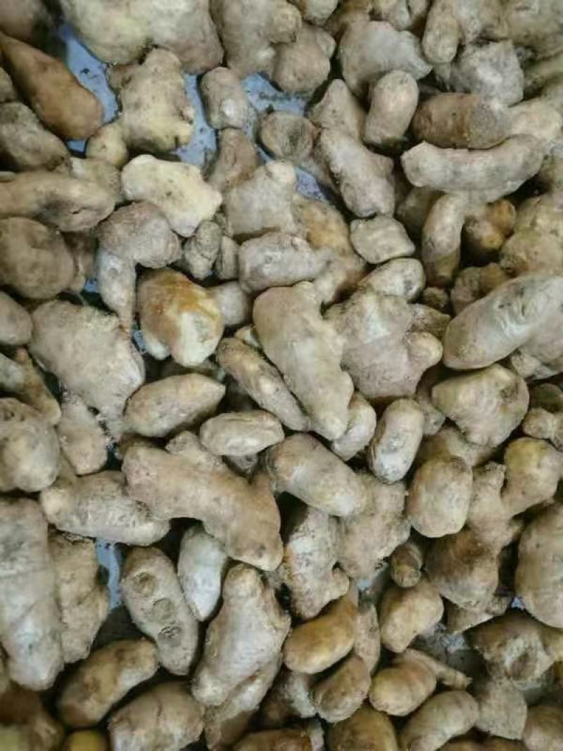 精选大黄姜姜母货源充足，价格便宜，质量好产地直发