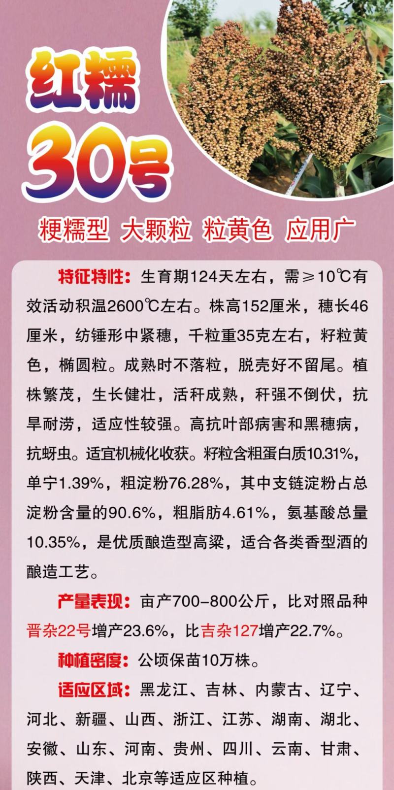 高粱种子红糯123号酿酒用红高粱高产新品种高粱种子