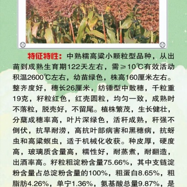 高粱种子红糯123号酿酒用红高粱高产新品种高粱种子