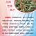 高粱种子红糯123号酿酒用红高粱高产新品种高粱种子