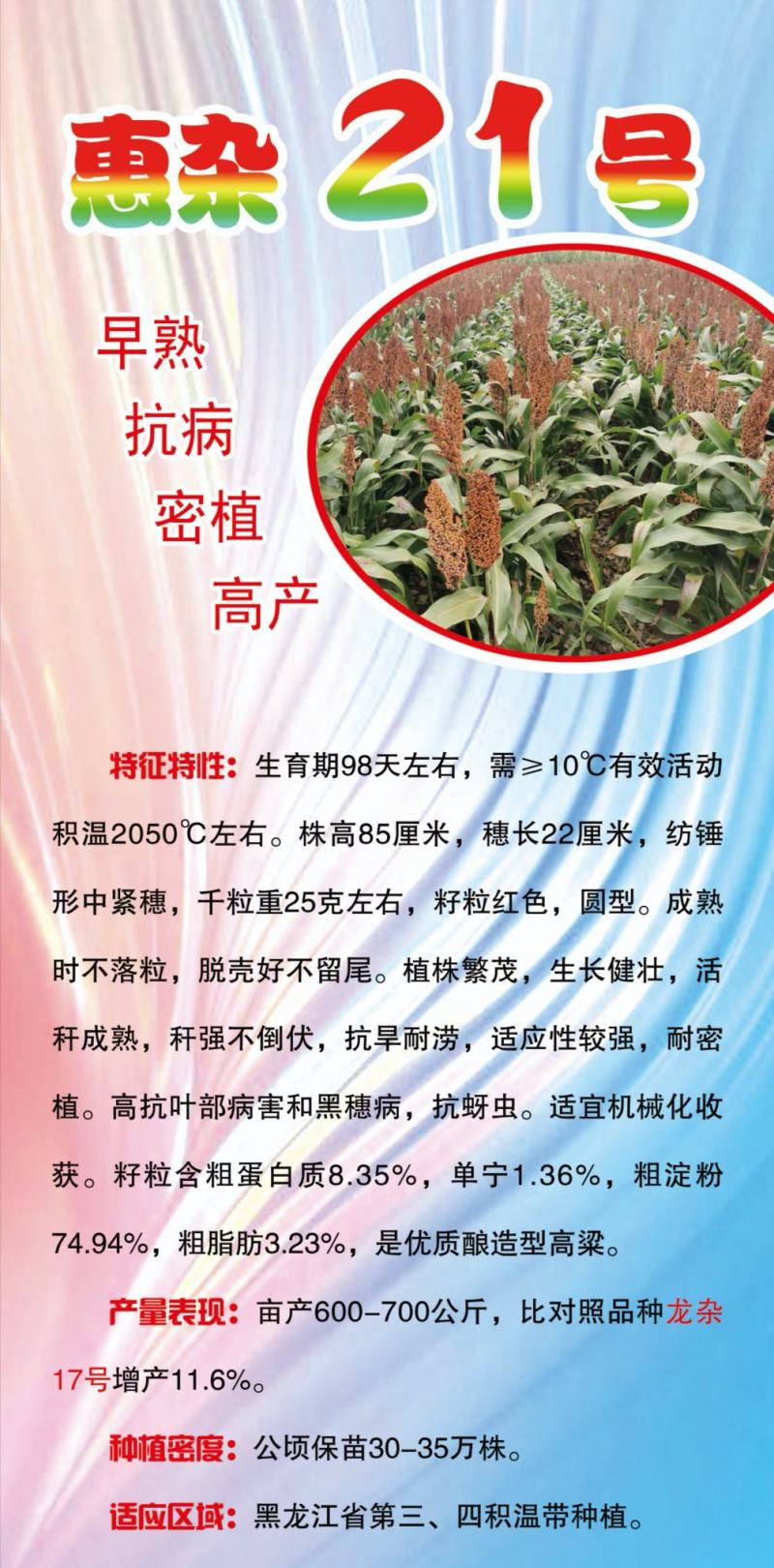 高粱种子红糯123号酿酒用红高粱高产新品种高粱种子
