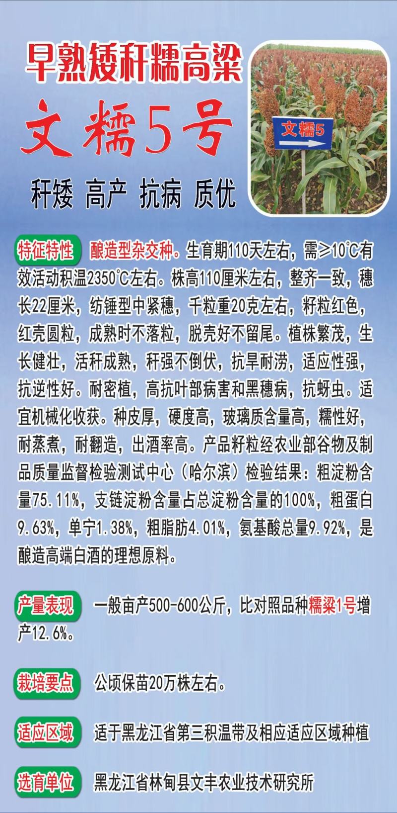 高粱种子红糯123号酿酒用红高粱高产新品种高粱种子