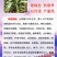 高粱种子红糯123号酿酒用红高粱高产新品种高粱种子