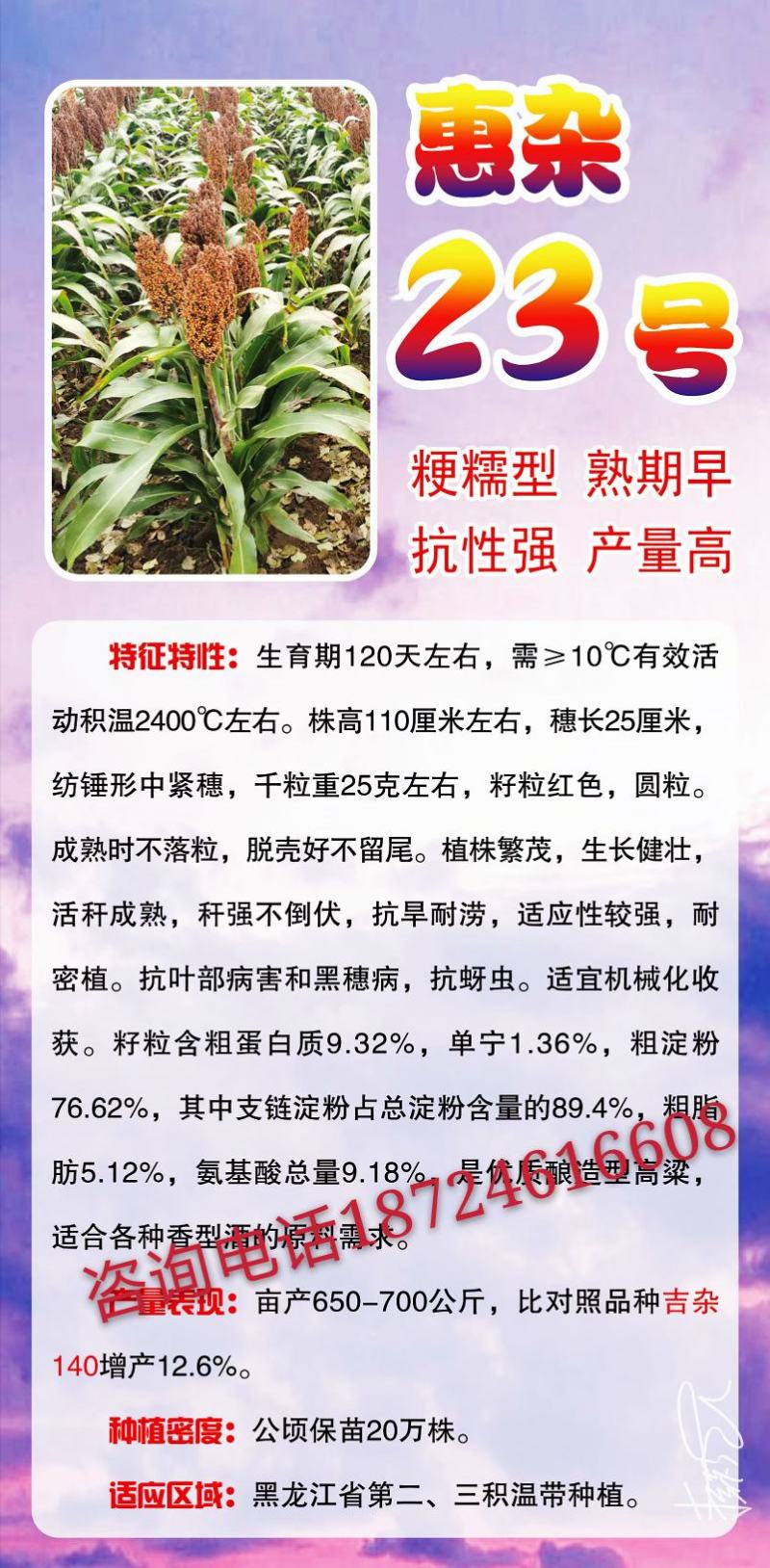 高粱种子红糯123号酿酒用红高粱高产新品种高粱种子