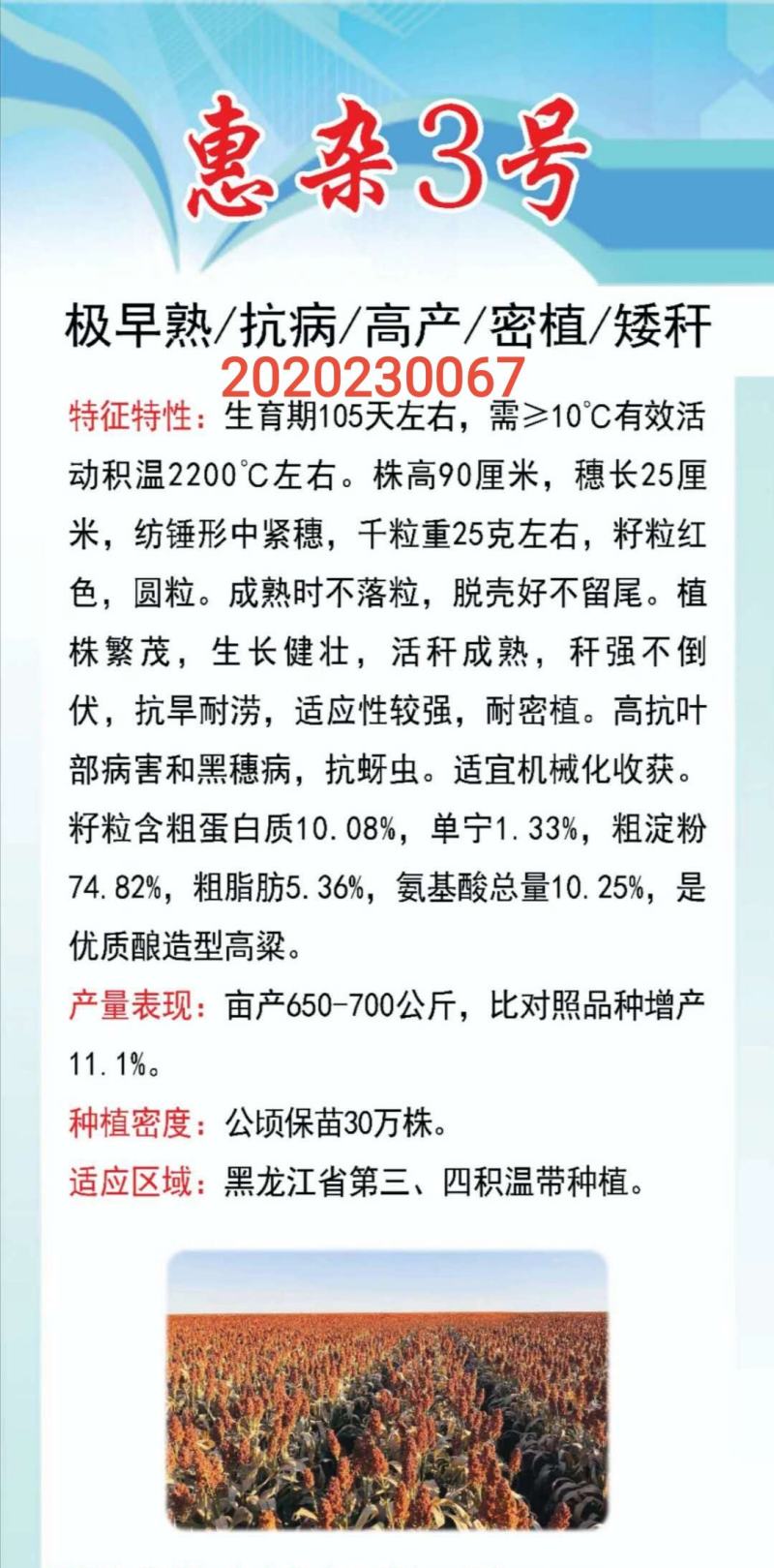 高粱种子红糯123号酿酒用红高粱高产新品种高粱种子