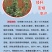 高粱种子红糯123号酿酒用红高粱高产新品种高粱种子