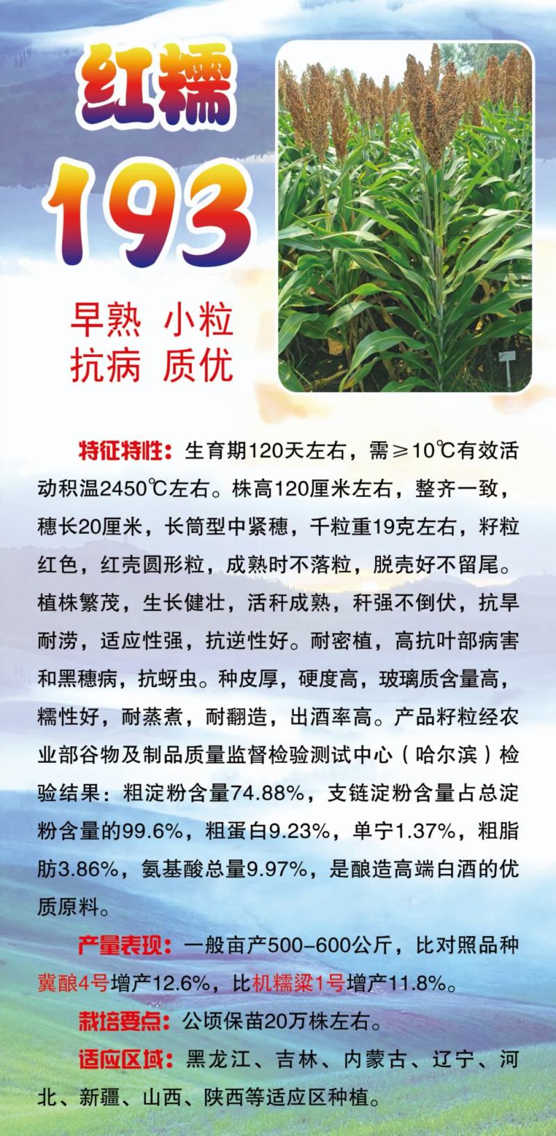 高粱种子红糯123号酿酒用红高粱高产新品种高粱种子