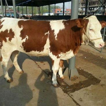 肉牛犊活体活牛犊大型改良种牛牛崽育肥肉牛仔小牛犊活苗养殖