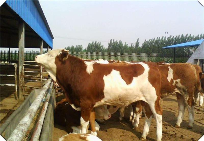 肉牛犊活体活牛犊大型改良种牛牛崽育肥肉牛仔小牛犊活苗养殖