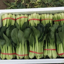沈阳新民暖棚精品油菜唐菜，大量上市，需要的老板欢迎咨询