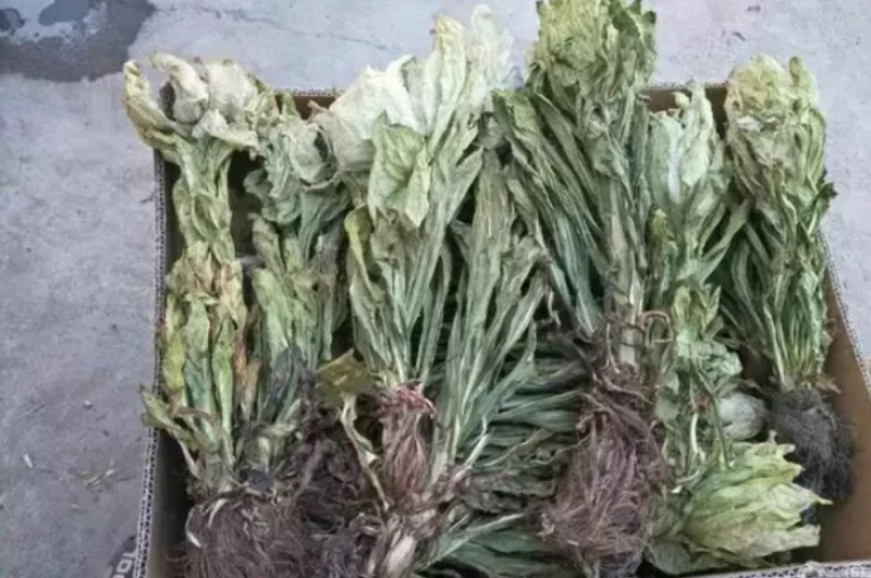 雪莲花新疆天山天然野生雪莲，来自海拔高度3800的天山