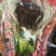 雪莲花新疆天山天然野生雪莲，来自海拔高度3800的天山